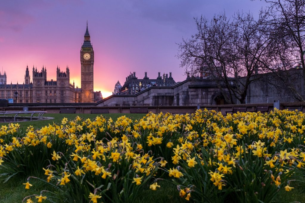 Big Ben behind flowers