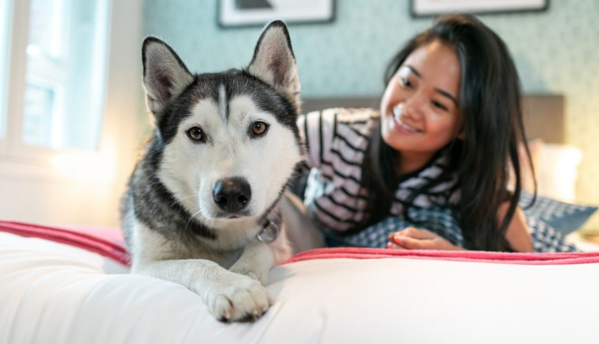 Fizzy Living pet friendly flat husky dog with owner