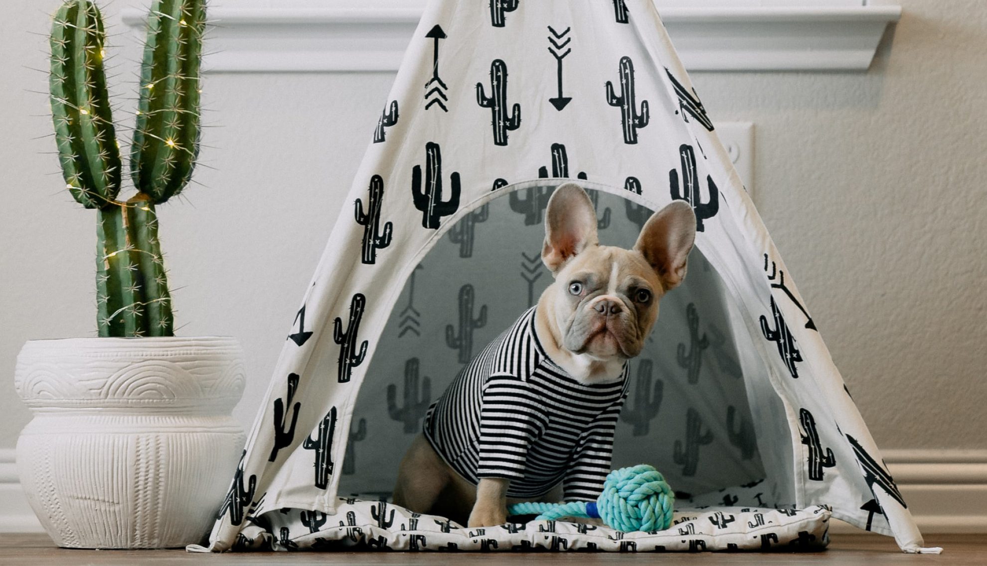 dog in a tent in a rental property that allows pets