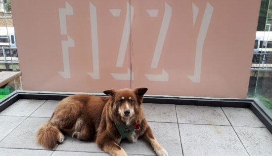 User submitted image of Fizzy Lewisham, SE13