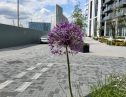User submitted image of No.5 Upper Riverside, Greenwich Peninsula, SE10
