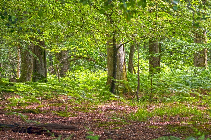 New Forest National Park