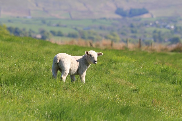 Countryside in Lancashire