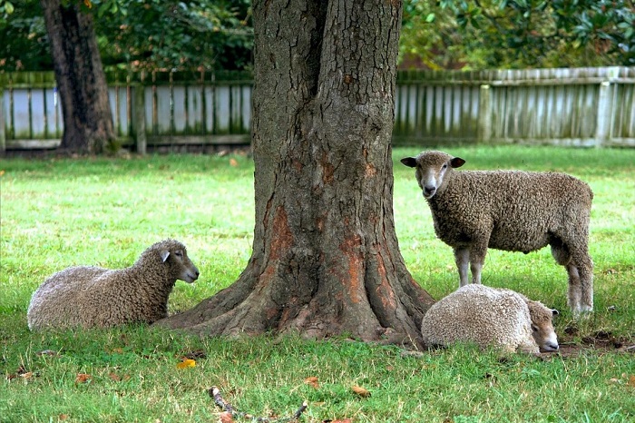 Leicestershire sheep