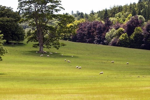 Countryside in West Sussex