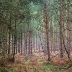 nottinghamshire Sherwood Forest