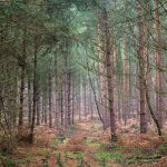 nottinghamshire Sherwood Forest