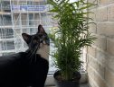 User submitted image of Fizzy East16, E16