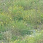 User submitted image of Gallions Point, E16