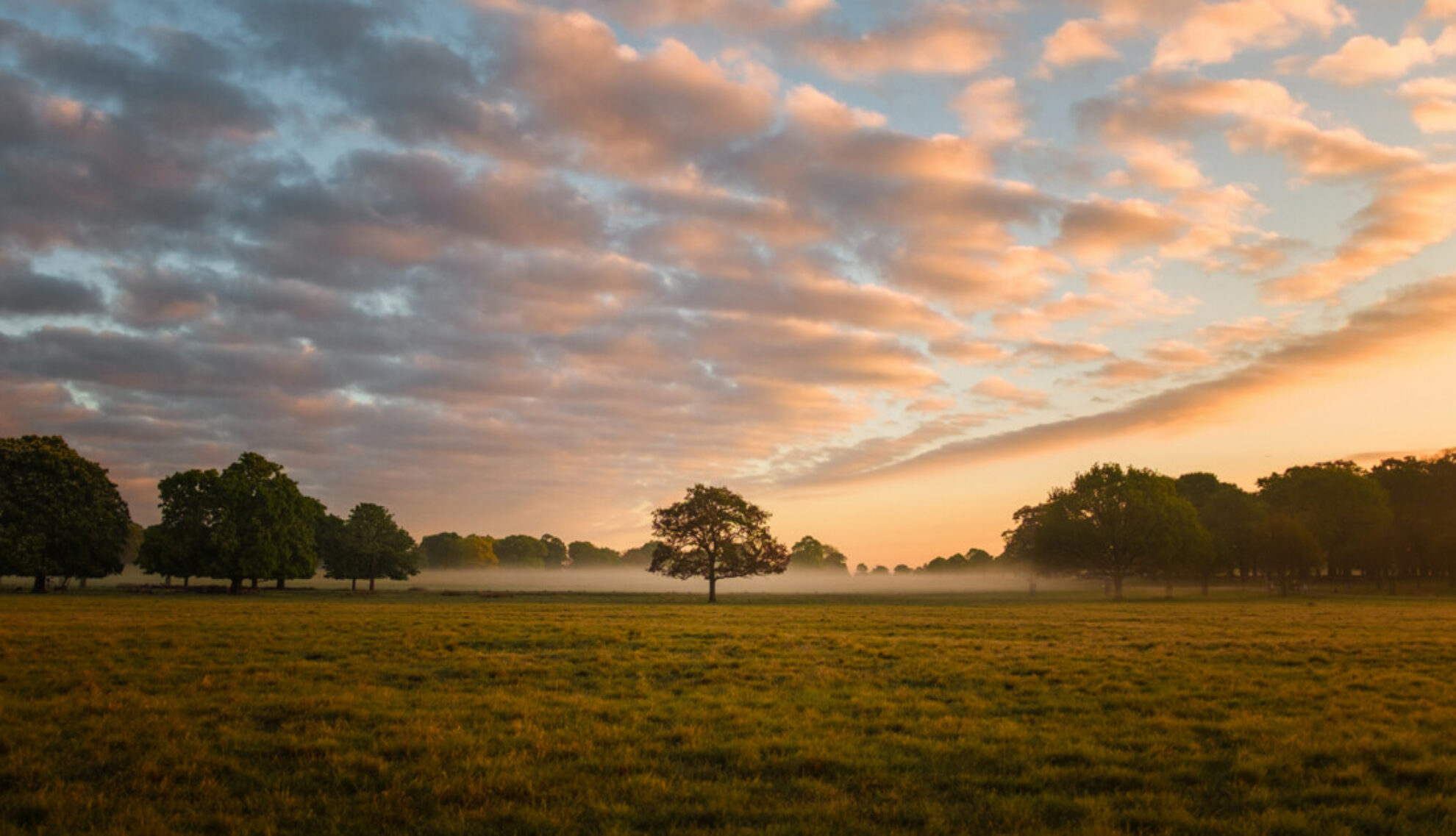 Richmond Park at dawn