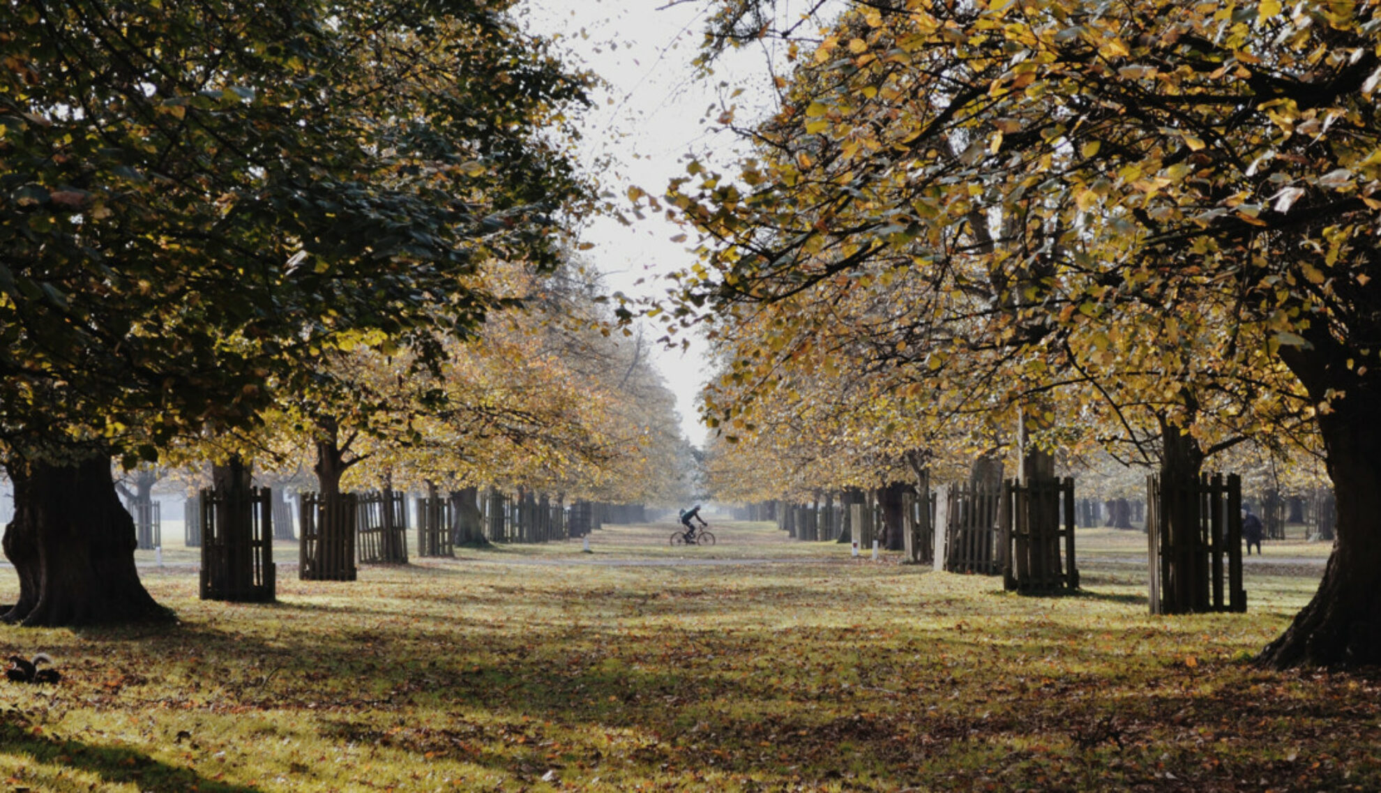 A cyclist in Bushy Park, London