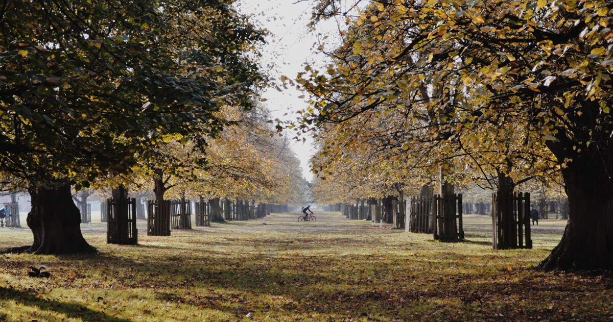 can you cycle in bushy park