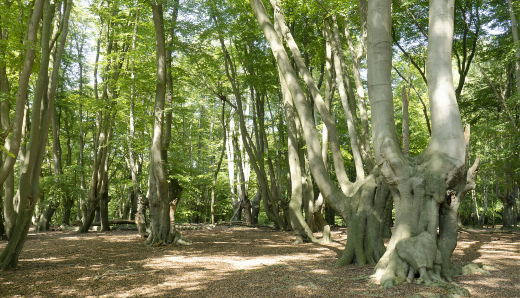 Epping Forest trees in the sunlight