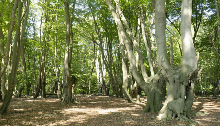 Epping Forest: A brief history and where to live nearby